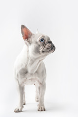 adorable purebred french bulldog looking away isolated on white