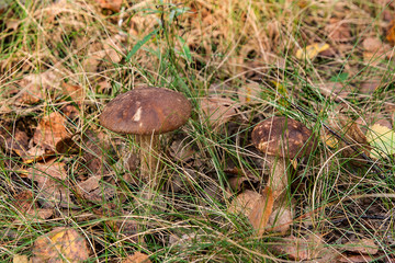 Close up view of two brown cap boletus growing in forest.