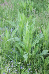 Kardendistel - common teasel - Dipsacus silvestris - Pflanze