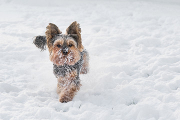 yorkie running in the snow