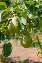 Shiny delicious pears hanging from a tree branch in the orchard..