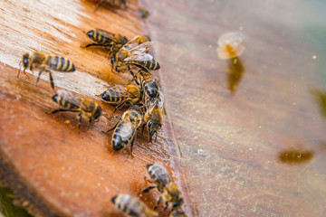 Bees drinking water at the summer.