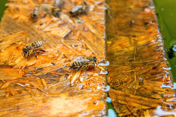 Bees drinking water on the wooden plank at the summer.