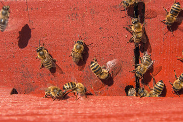 Plenty of bees at the entrance of beehive in apiary.
