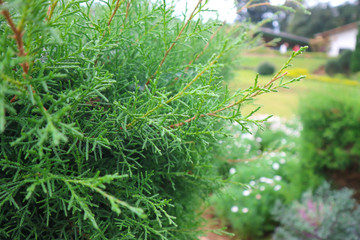 Fototapeta na wymiar pine tree in the garden