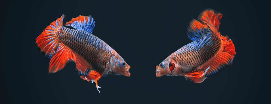Betta Splendens - Fighting Fish - Kampffisch