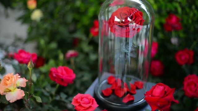 Rose In Glass Dome Images – Browse 879 Stock Photos, Vectors, and Video | Adobe Stock Rose In Glass Dome Images – Browse 879 Stock Photos, Vectors, and Video | Adobe Stock