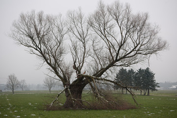 Sturmschäden an Bäumen