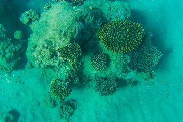 Tropical fish and coral reef of Red sea, Egypt.