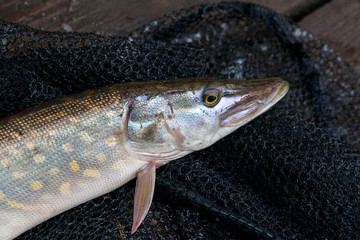 Obraz premium Close up view of big freshwater pike lies on black fishing net..
