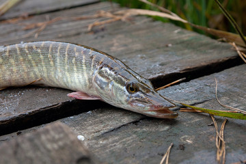 Freshwater pike fish on vintage wooden background.