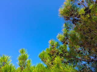 crown of seaside pine against the sky