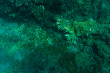 Fototapeta na wymiar Coral Reef in clear blue water. Marine world.