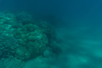 Beautiful seabed background, gorgeous sea bottom through transparent blue water, majestic marine...