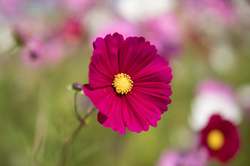 Fototapeta premium 赤いコスモス