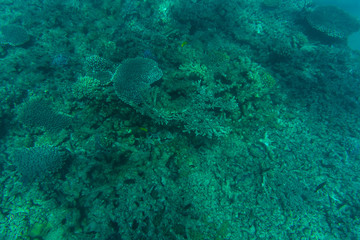 Coral Reef in clear blue water. Marine world.