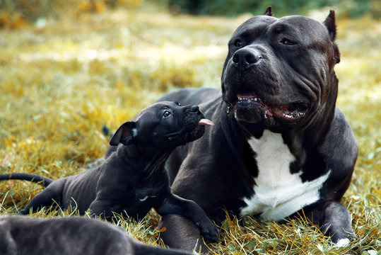 Welpe American Bully Pitbull 