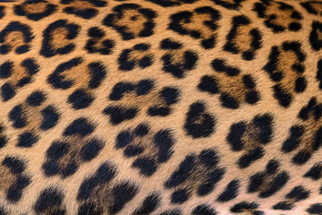 Leopard fur background.