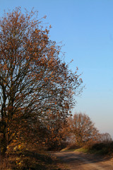 Autumn tree in heather