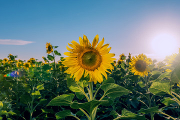Field of sunflowers on the sunset