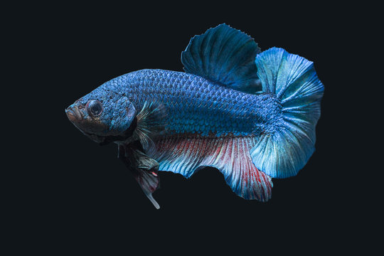 Betta Splendens - Fighting Fish - Kampffisch