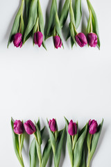 top view of fresh purple tulips isolated on white with copy space