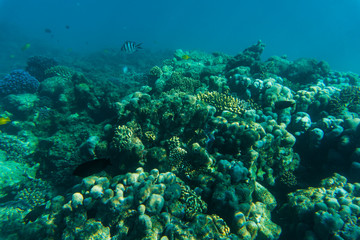 Naklejka na ściany i meble Sea or ocean underwater coral reef. Summer vocation