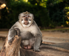 An adult male long-tailed macaque sits on a stone with his right arm and left leg on a stump.