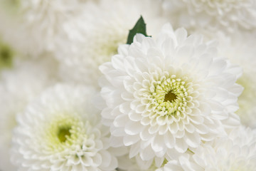chrysanthemum white flowers