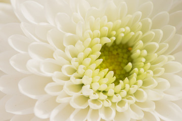 chrysanthemum white flowers