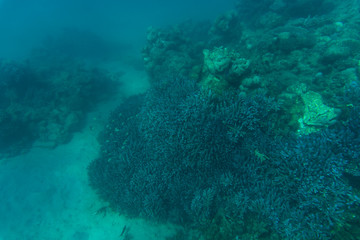 Naklejka na ściany i meble Sea or ocean underwater coral reef. Summer vocation
