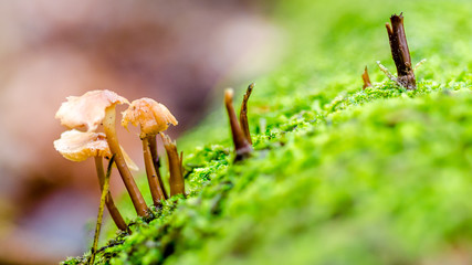 Mushroom in the forest with green gras