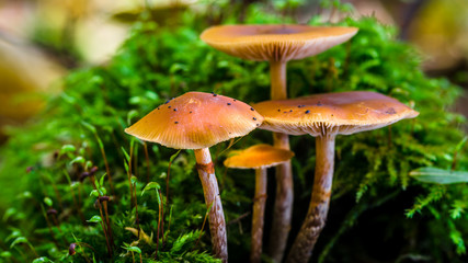 Mushroom in the forest with green gras