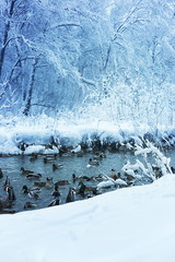 wonderful winter landscape.