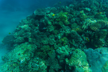 Naklejka na ściany i meble Sea and ocean underwater coral reef background. Marine background