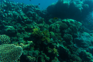 Sea and ocean underwater coral reef background. Marine background