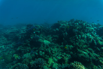 Naklejka na ściany i meble Tropical coral reef and fishes, marine life. Sea or ocean underwater.