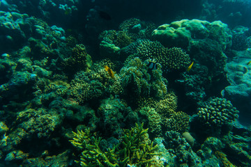 Naklejka na ściany i meble Sea and ocean underwater coral reef background. Marine background