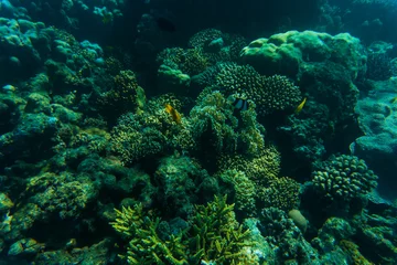 Fotobehang Sea and ocean underwater coral reef background. Marine background © F8  \ Suport Ukraine