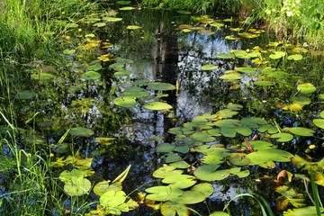 Pond in the forest.