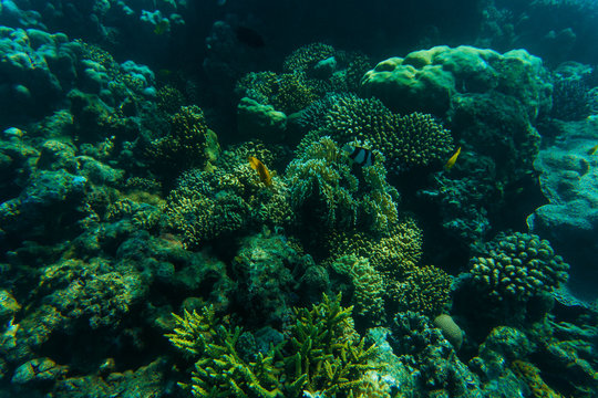 Fototapeta Sea and ocean underwater coral reef background. Marine background