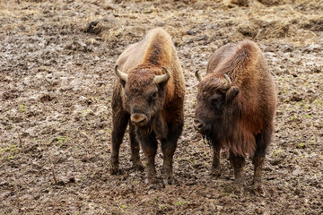 Żubry Bieszczady © marcinbawiec