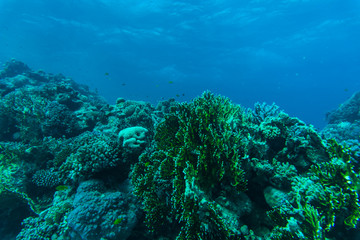 Fototapeta na wymiar Tropical coral reef and fishes, marine life. Sea or ocean underwater.