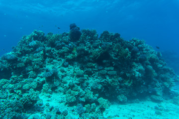 red sea coral reef with hard corals, fishes and sunny sky shining through clean water underwater