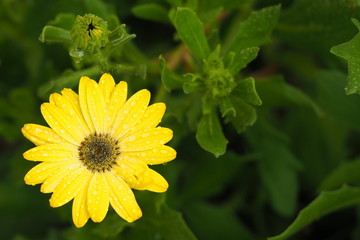 Little ray of sunshine