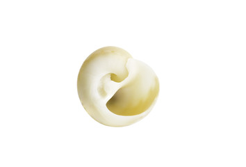 Close-up Marine sea shell isolated