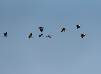 small flock of African geese (Alopochen aegyptiaca) in the sky over the Zambezi river in Zambia