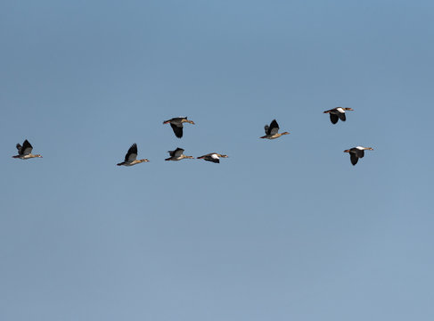 small flock of African geese (Alopochen aegyptiaca) in the sky over the Zambezi river in Zambia