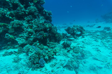 red sea coral reef with hard corals, fishes and sunny sky shining through clean water underwater