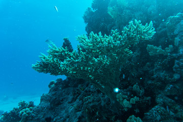 Coral reef with fishes around with clear blue water on the background